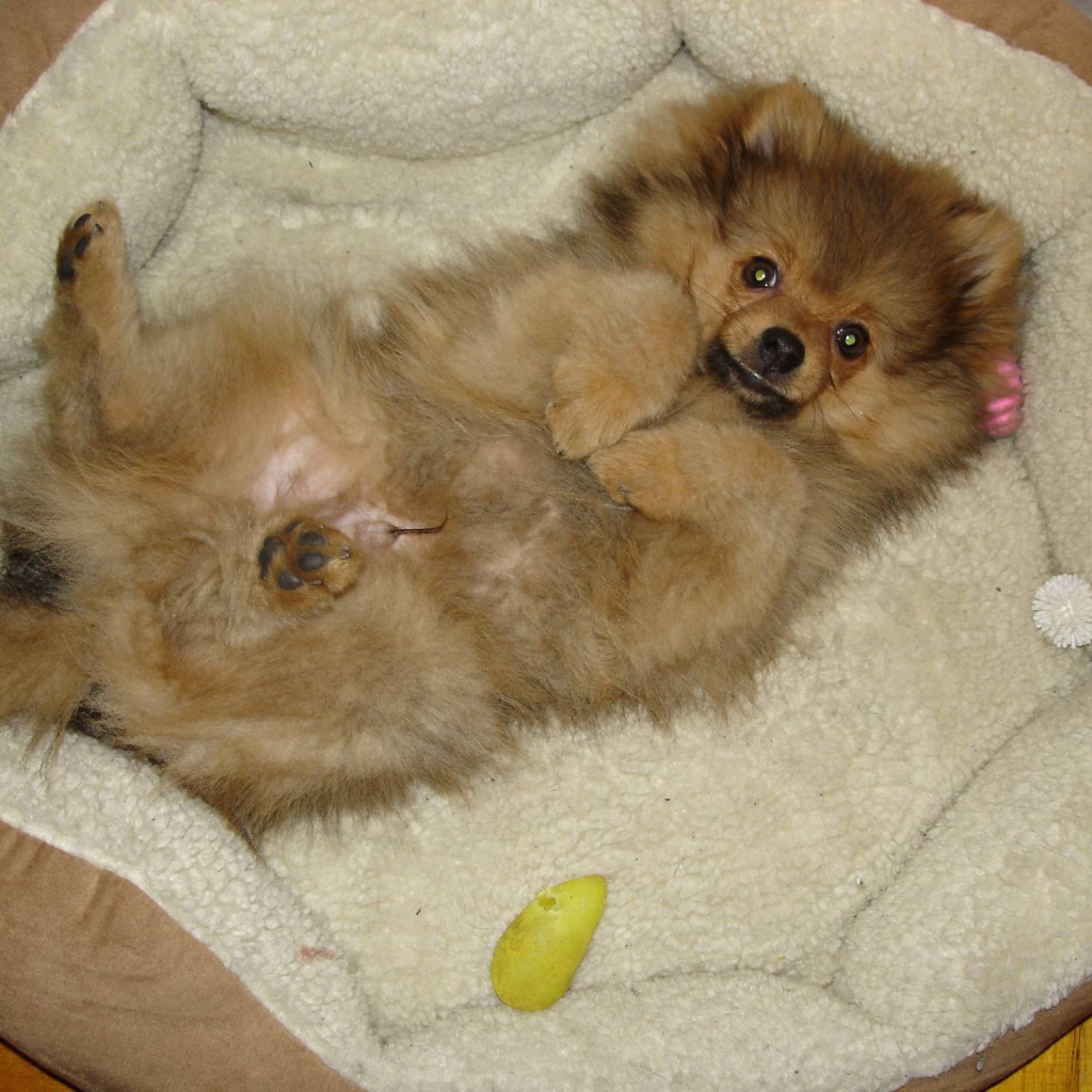 Шпиц отдыхает в кроватке