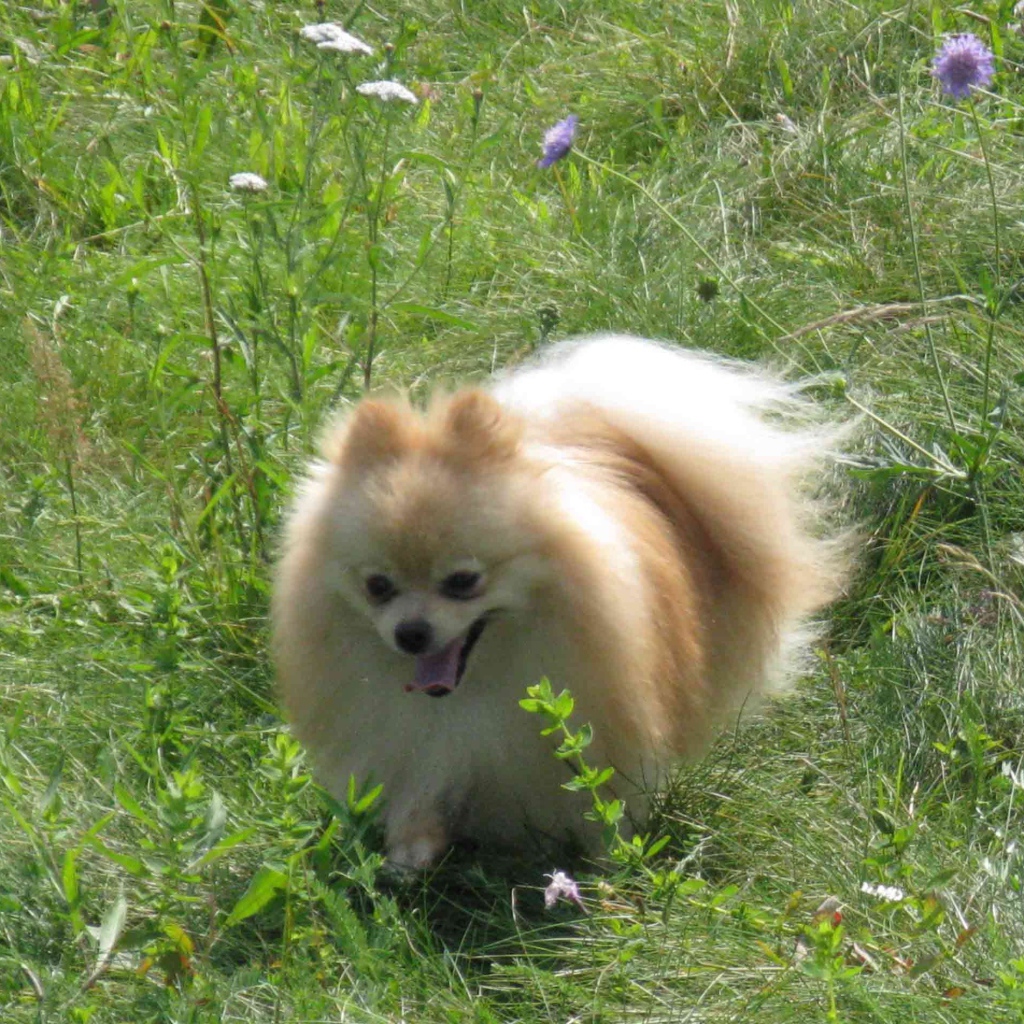 Шпиц бежит по лугу