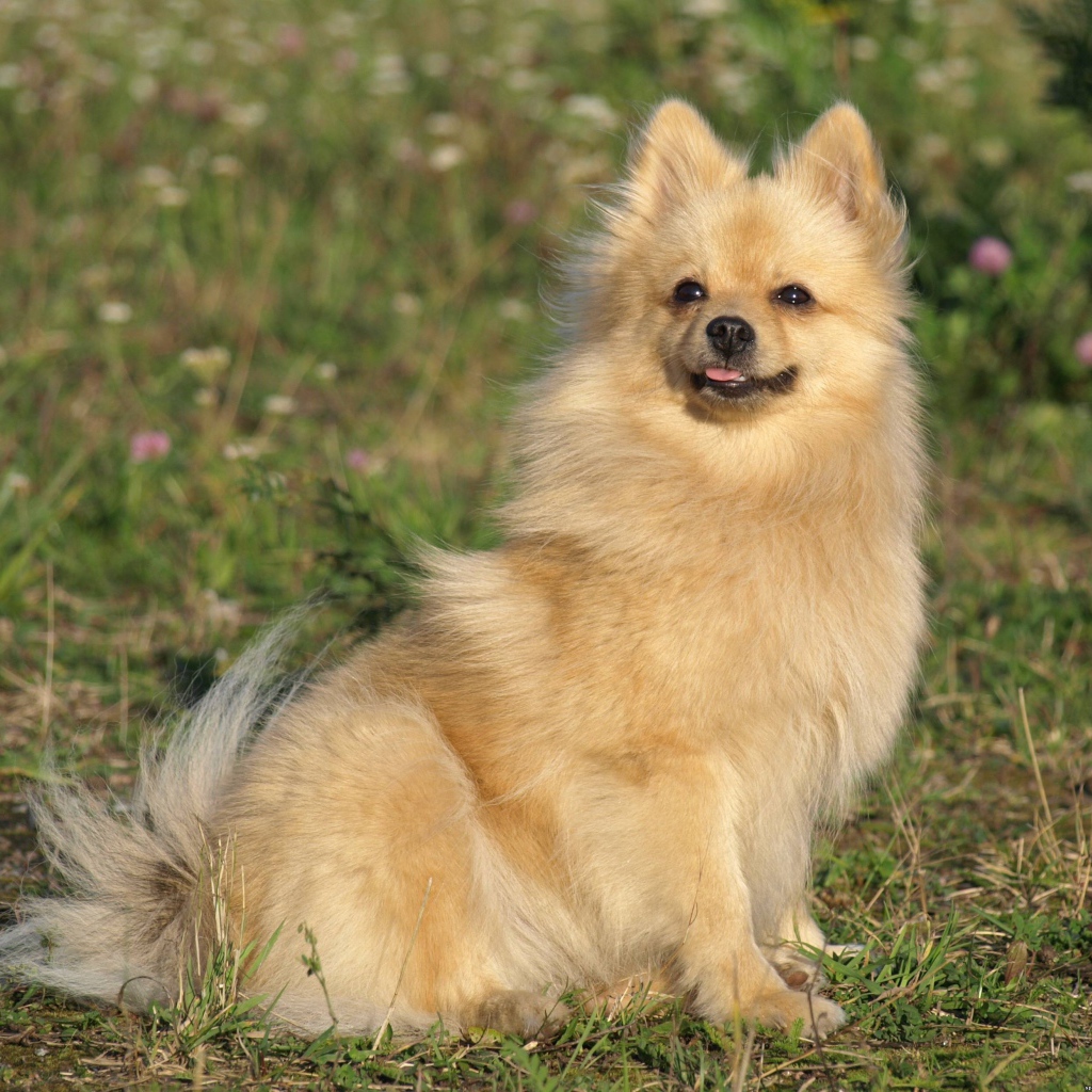 Шпиц на прогулке