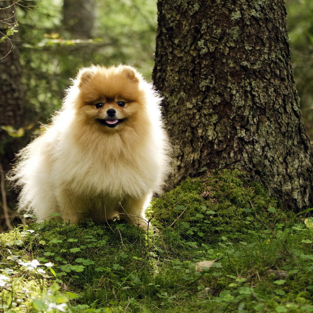 Шпиц гуляет в лесу