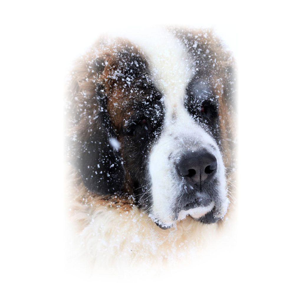 Сенбернара присыпало снегом