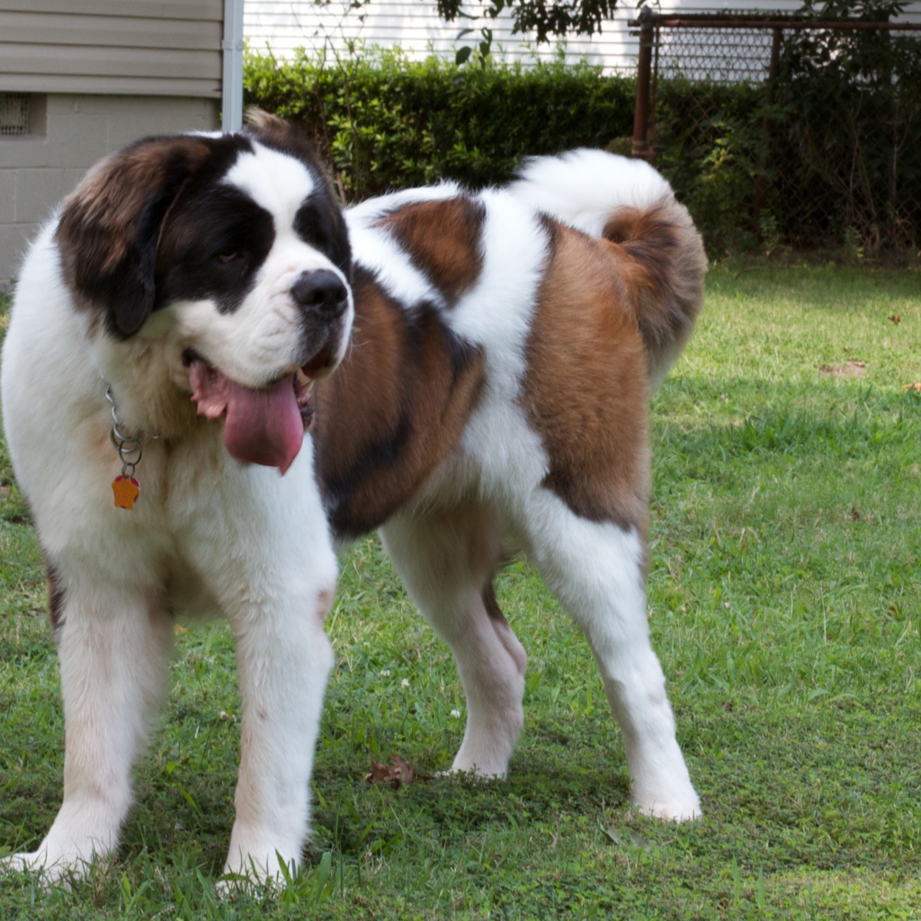 Сенбернар во дворе