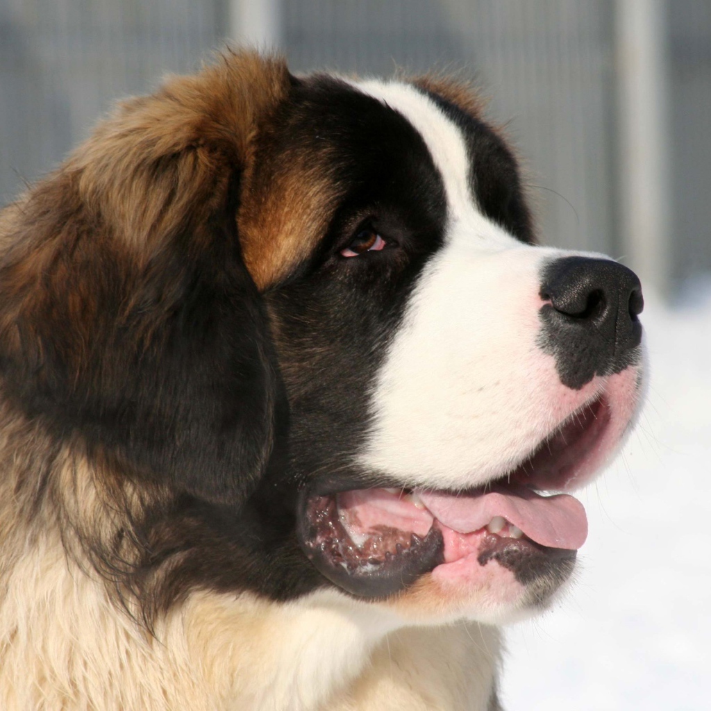 Собака сенбернар зимой