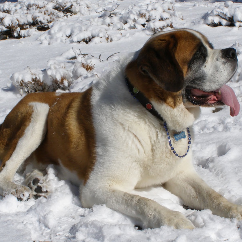 Сенбернар лежит в снегу