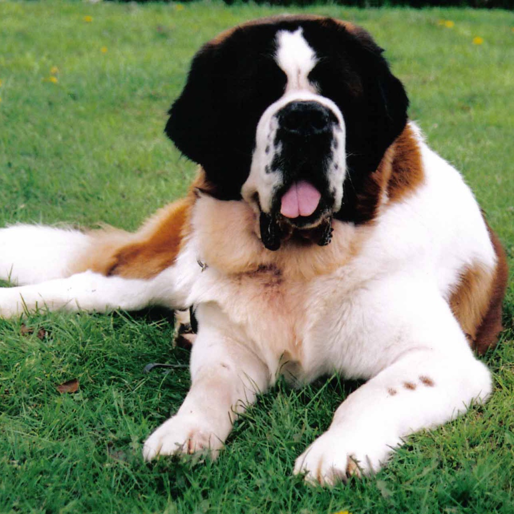 Сенбернар лежит на газоне