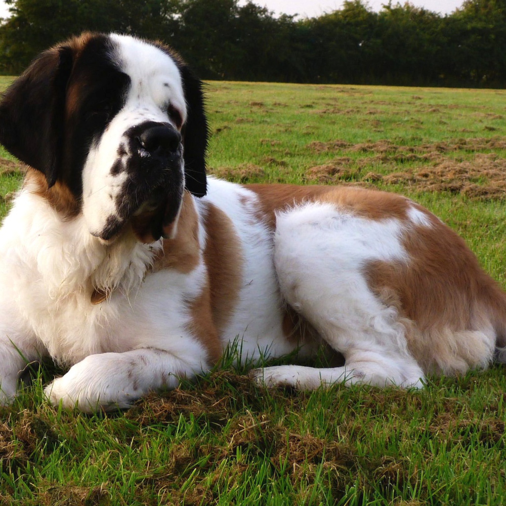 Сенбернар отдыхает на газоне