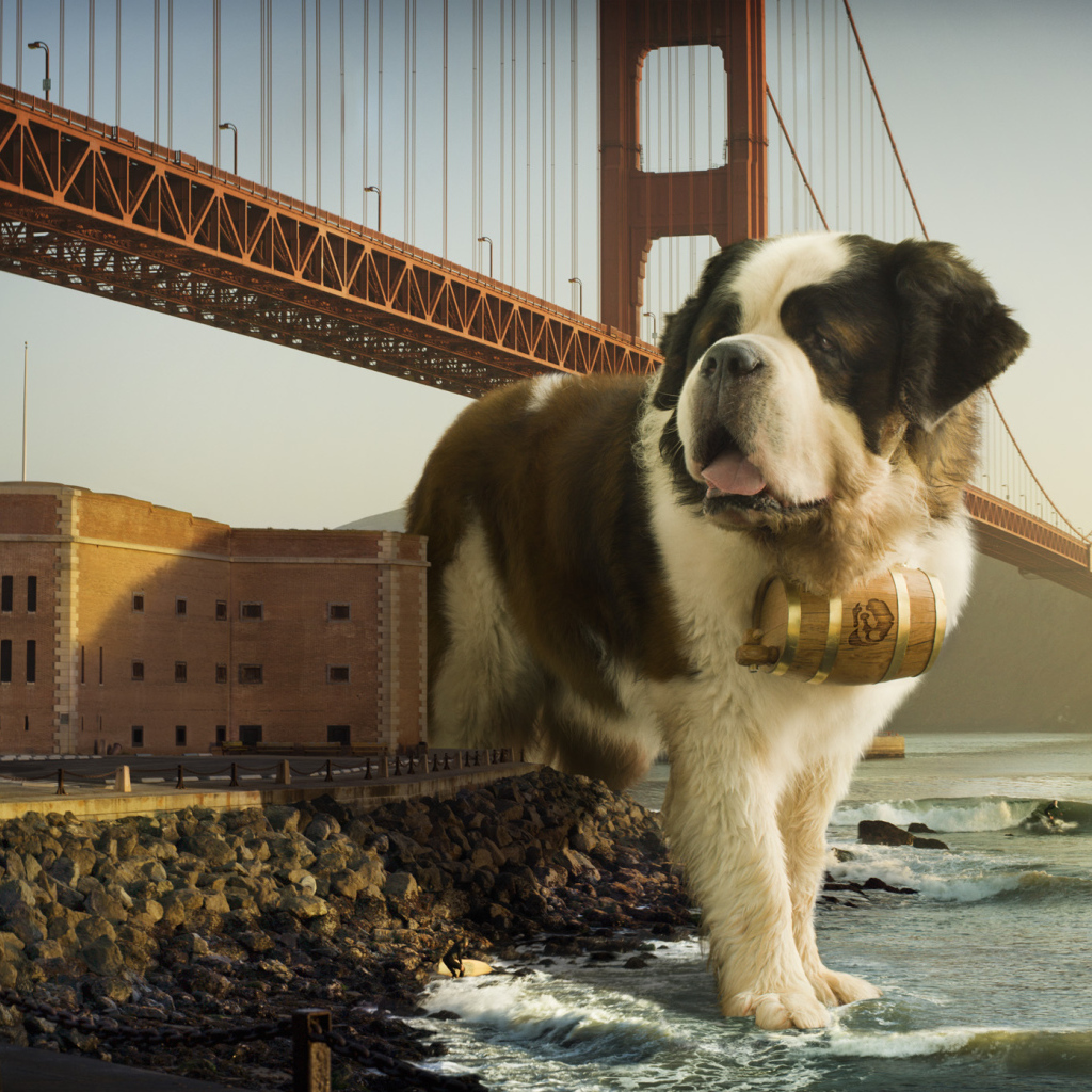 Сенбернар в Сан-Франциско