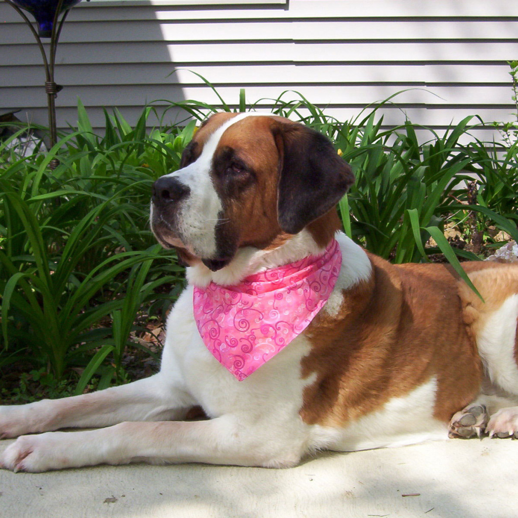 Сенбернар в розовой повязке