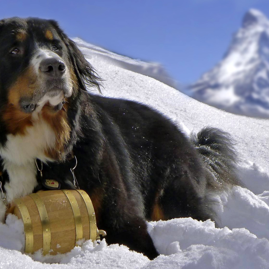 Сенбернар в горах