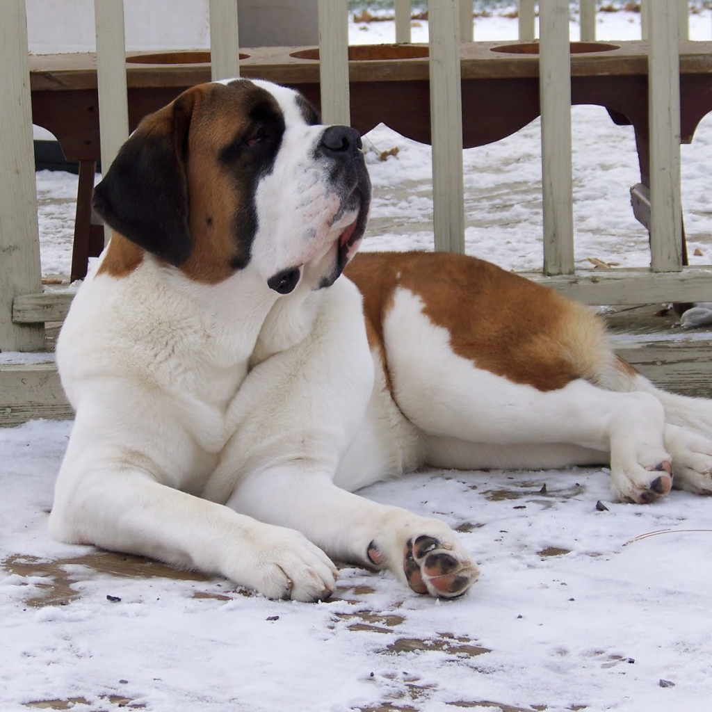 Сенбернар лежит у забора