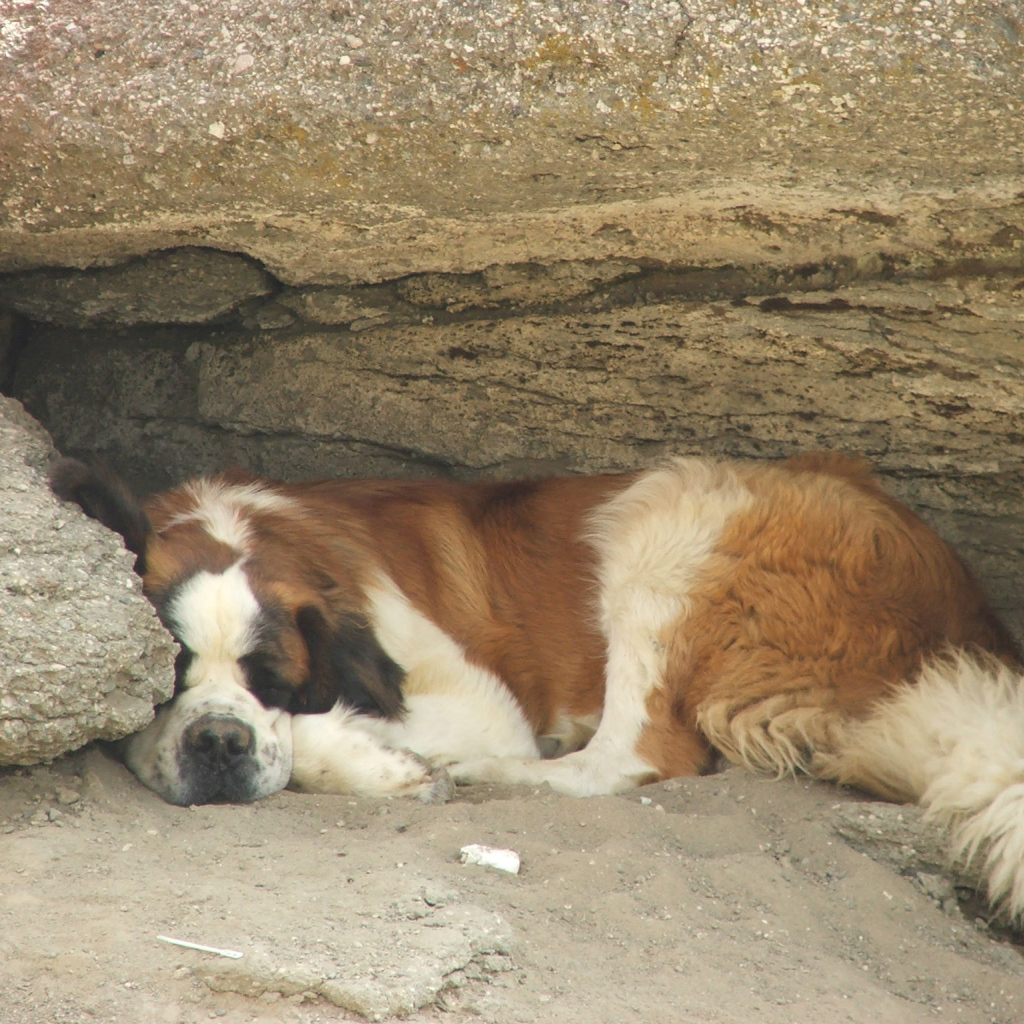 Сенбернар прилег отдохнуть под скалой