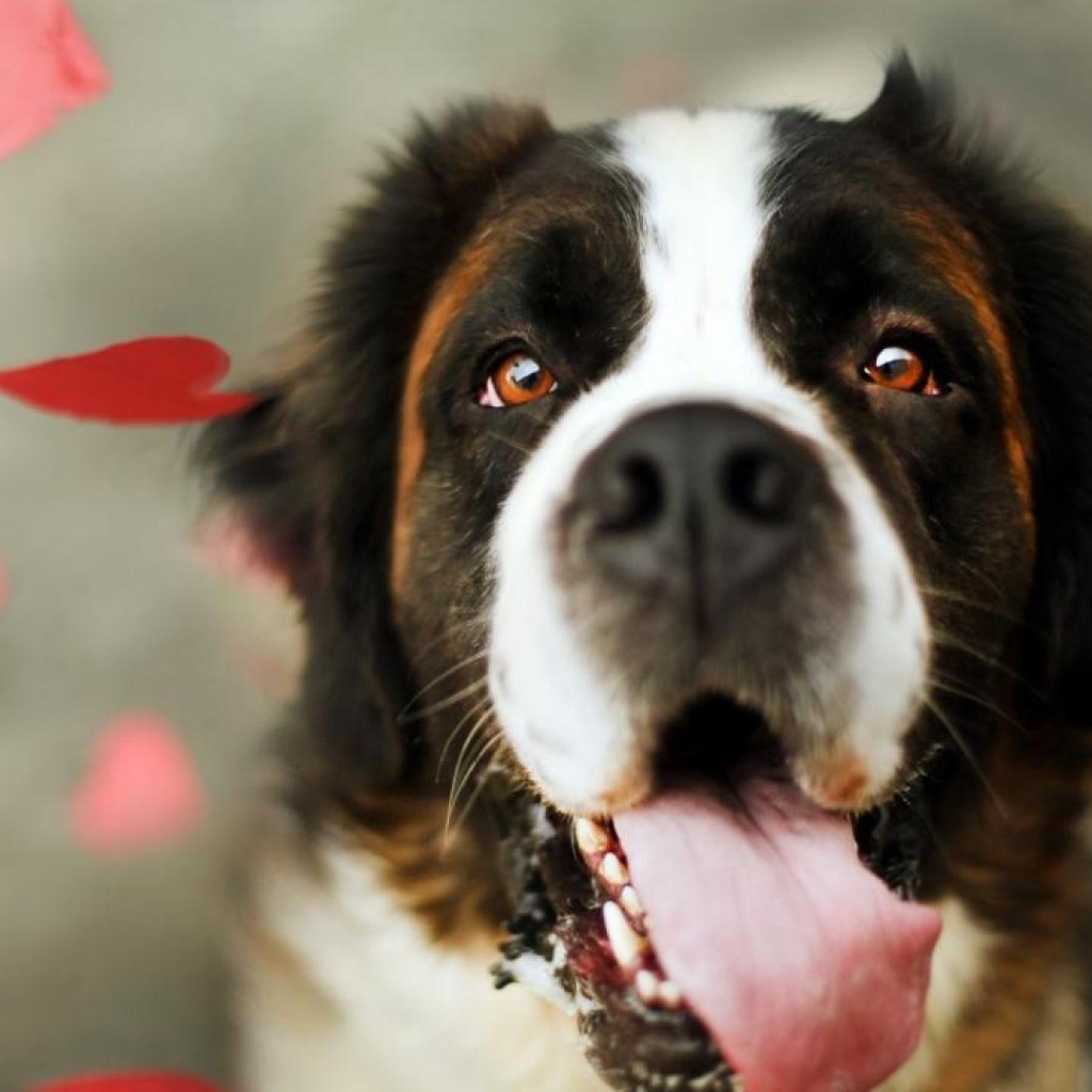 Сенбернар среди сердец