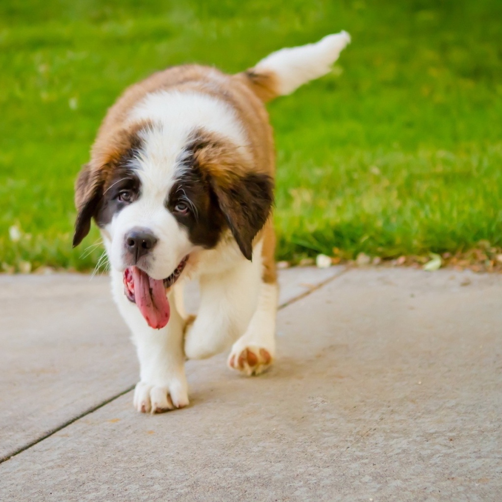 Сенбернар на дорожке