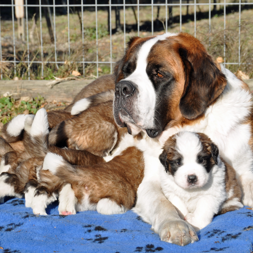 Мама сенбернар с щенками