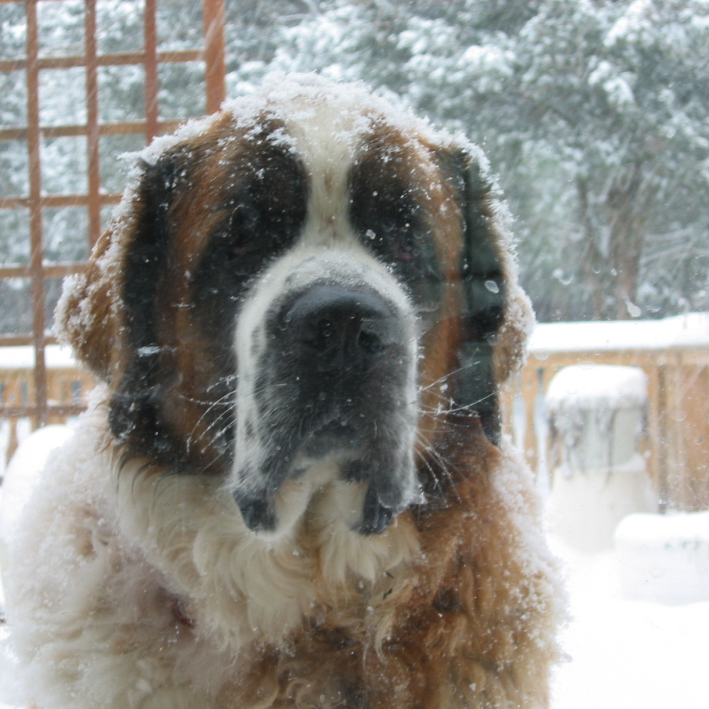 Сенбернара заметает снегом