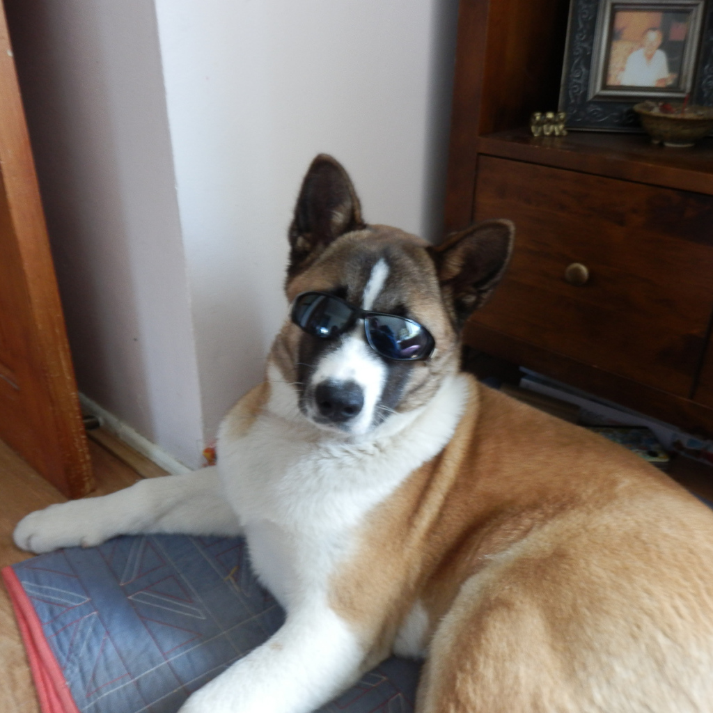 Крутой пес американская акита