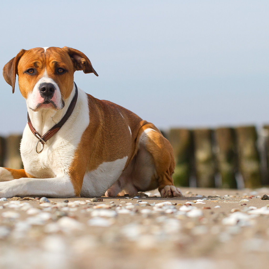 Строгий взгляд пса