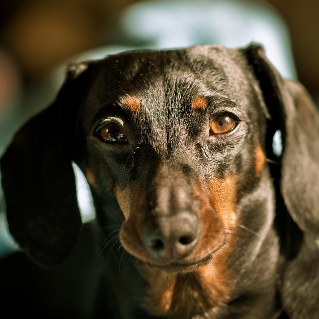 Строгий взгляд таксы