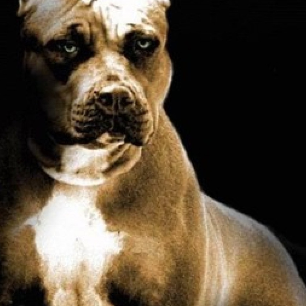 Строгий взгляд питбуля