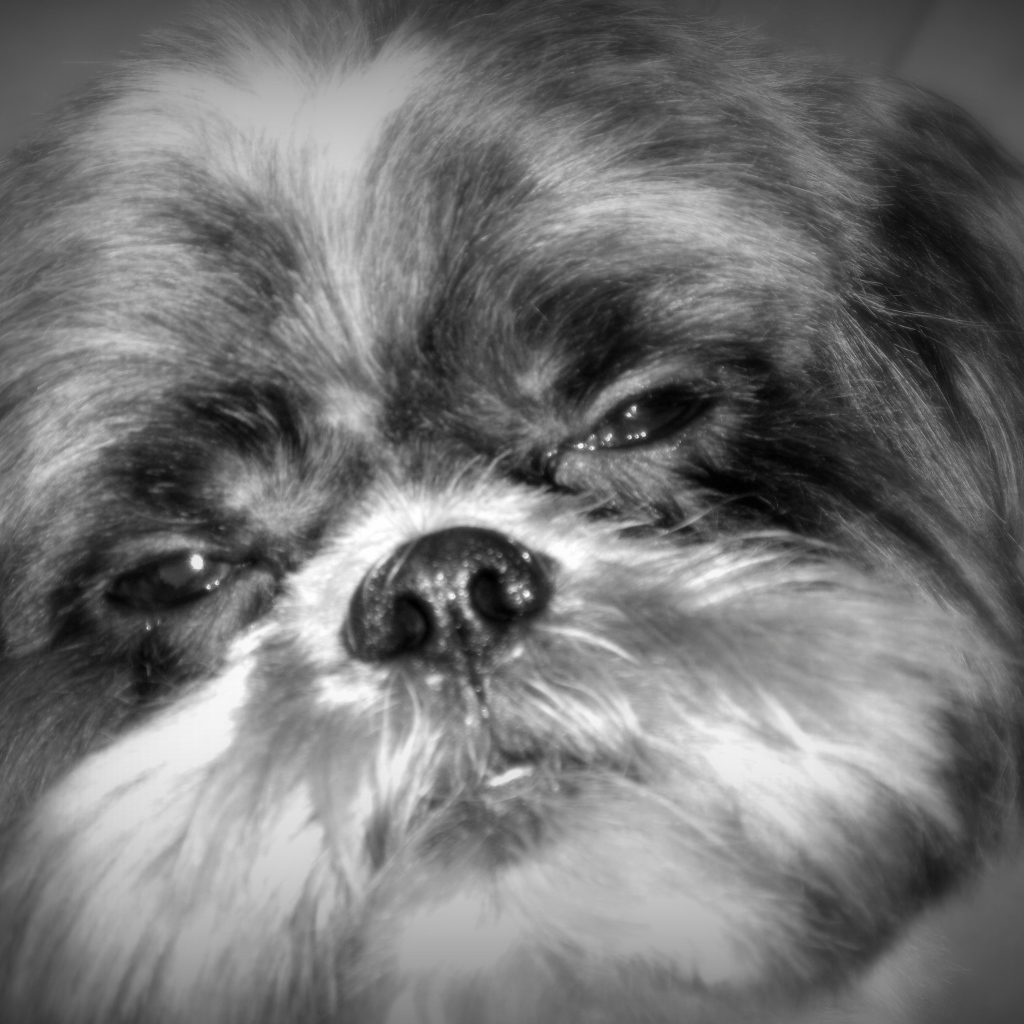 Строгий взгляд шитцу