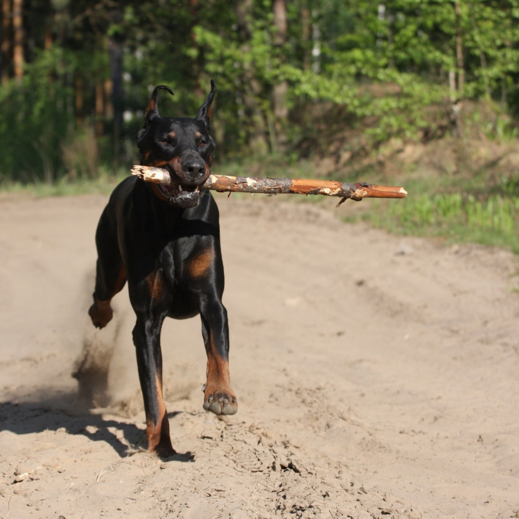 Палка в зубах добермана