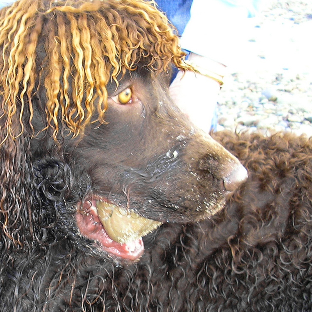 Удивленный ирландский водяной спаниель