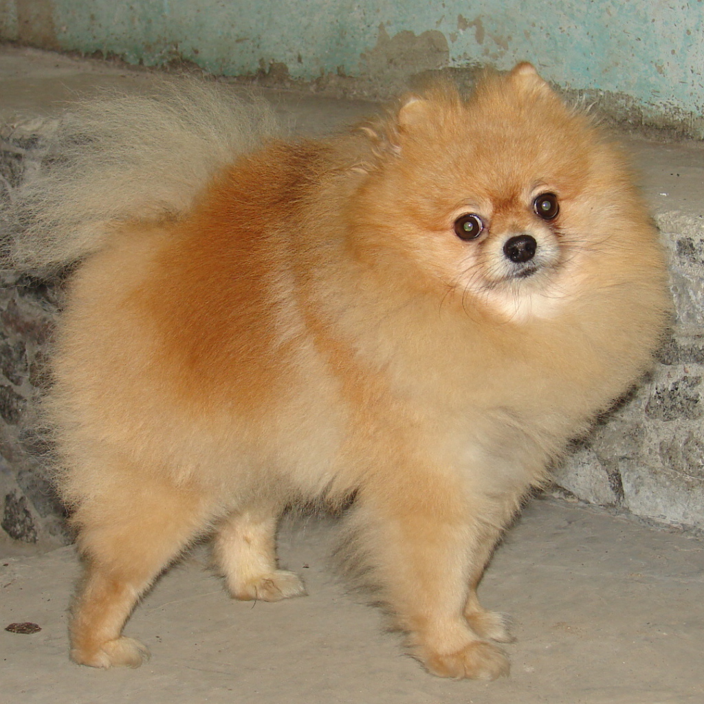 Удивленный рыжий шпиц