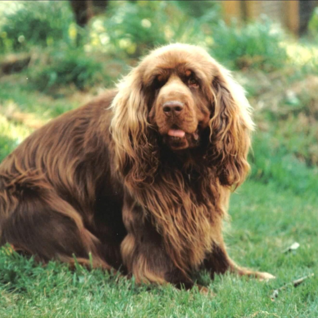 Сассекский спаниель на лугу