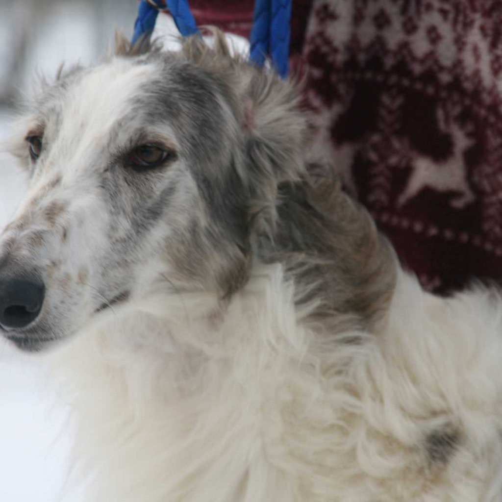 Милая морда борзой собаки