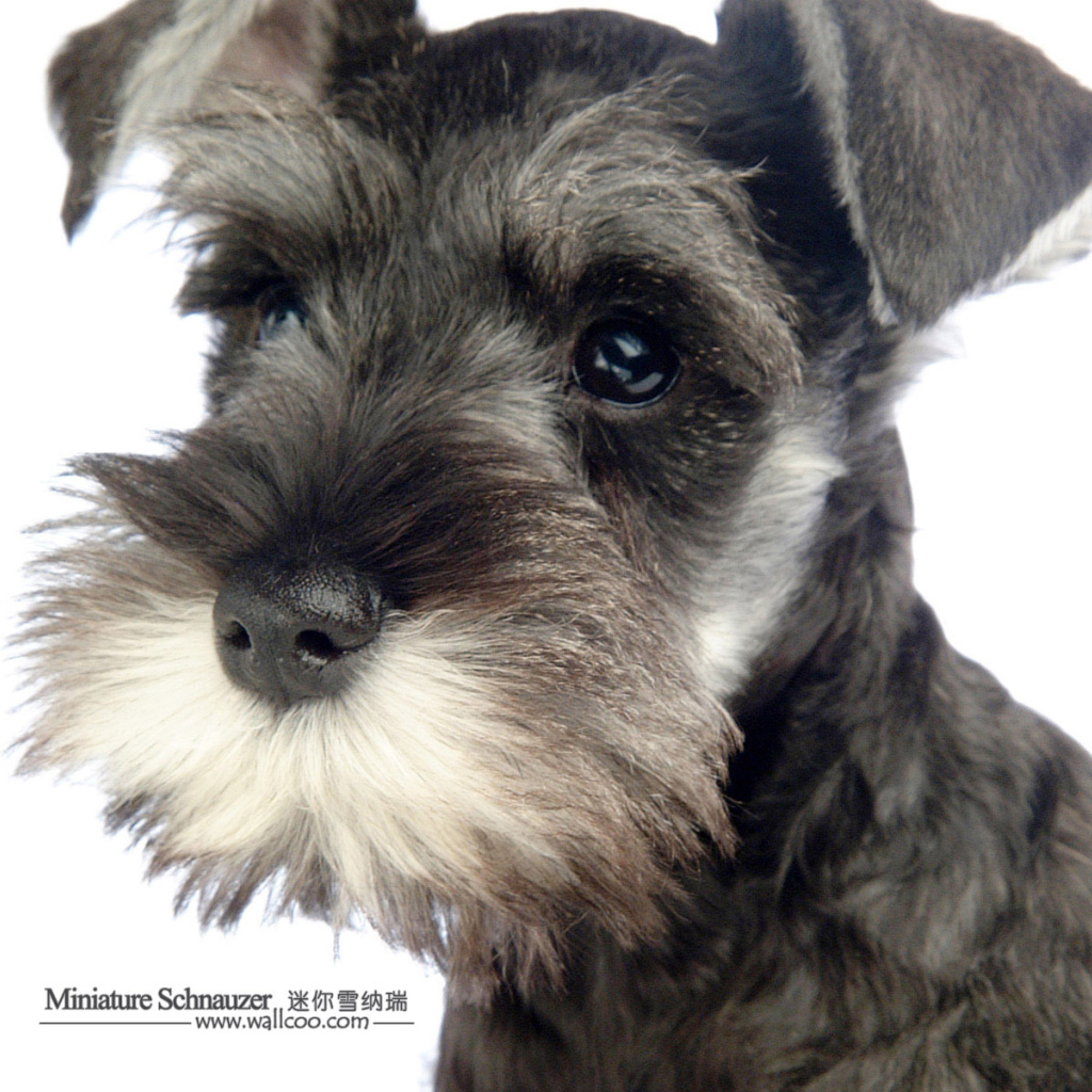 Милая мордочка шнауцера
