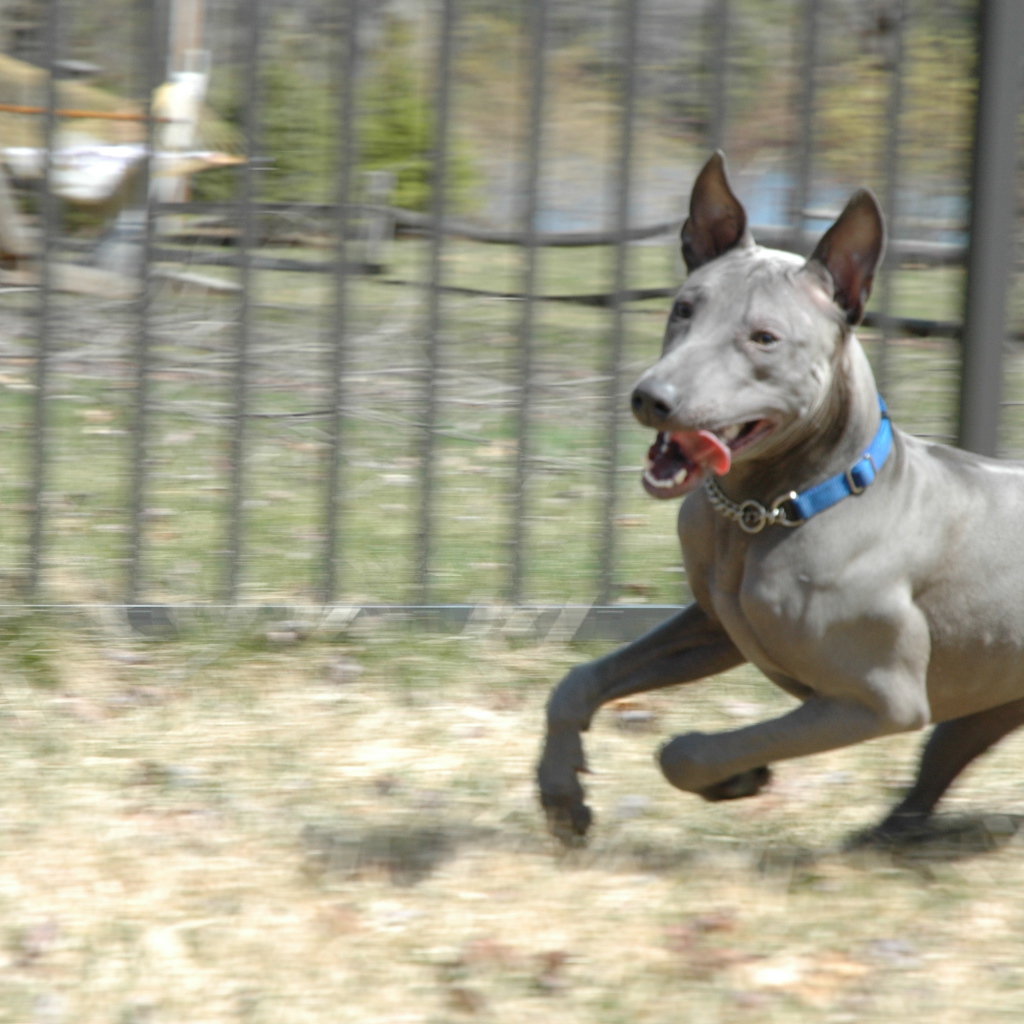 Стремительный тайский риджбек