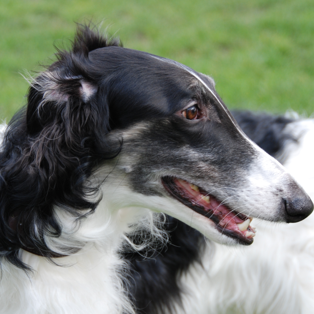 Зубы борзой собаки