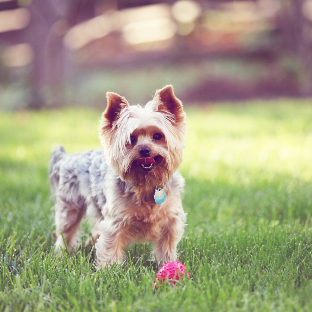 Терьер с мячиком на траве
