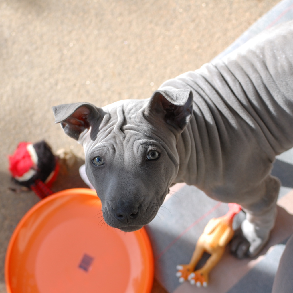 Тайский риджбек просит кушать