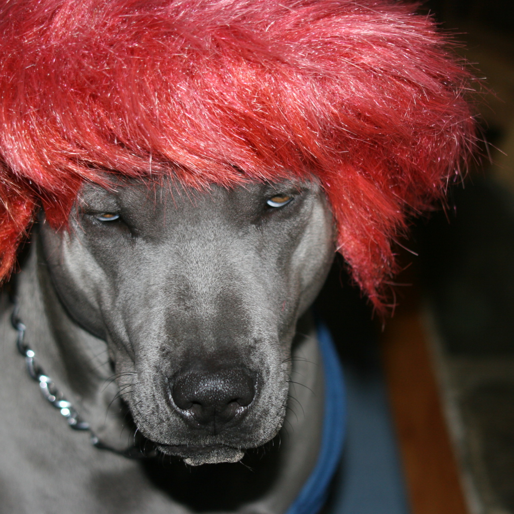 Тайский риджбек в парике