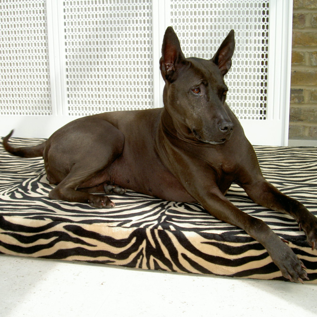 Тайский риджбек на подстилке