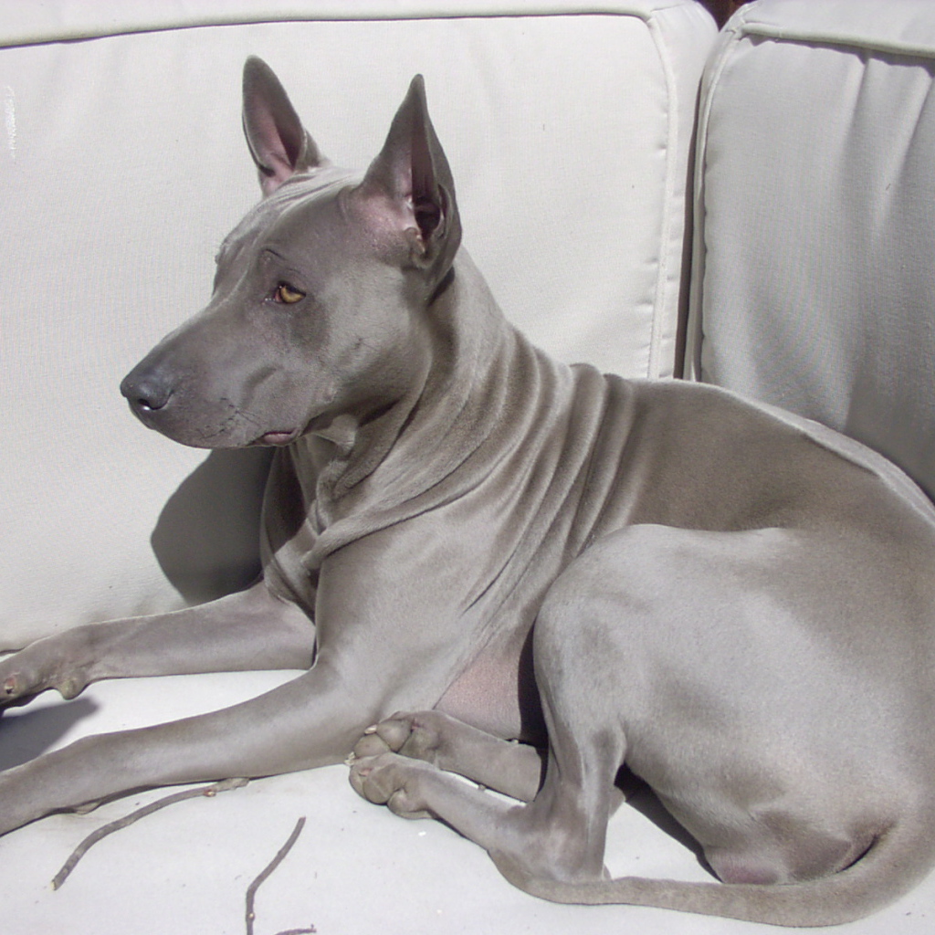 Тайский риджбек на диване