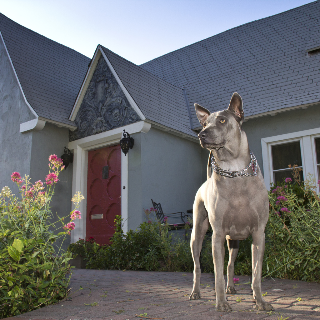 Тайский риджбек охраняет дом