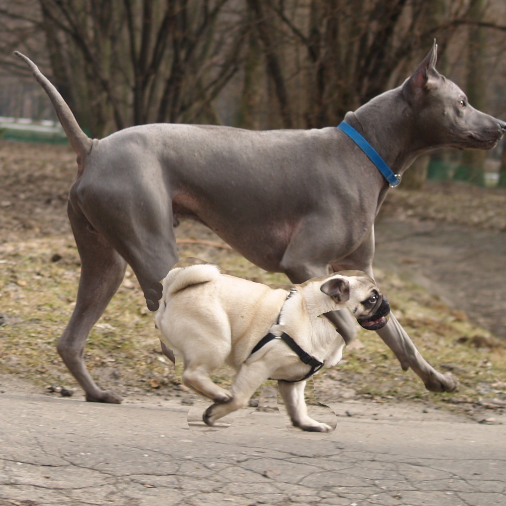 Тайский риджбек наперегонки с мопсом