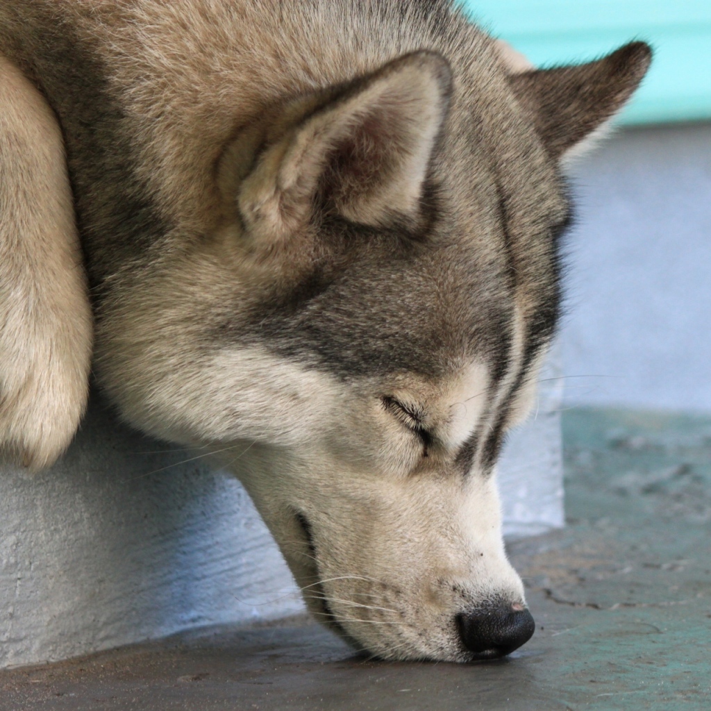 Собака Хаски спит