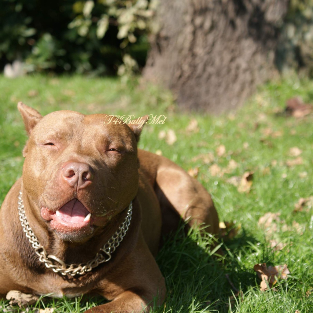 Питбуль лежит на траве