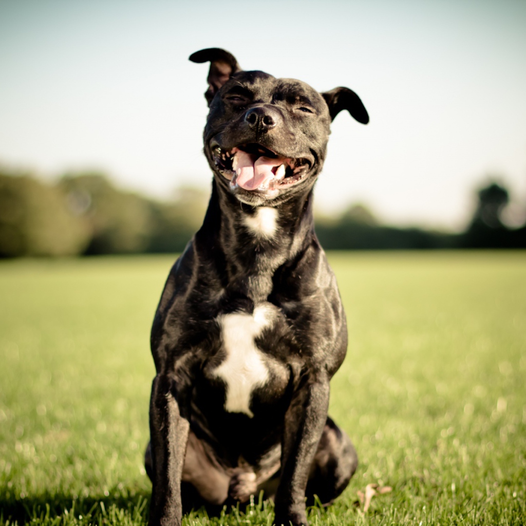 Питбуль улыбается