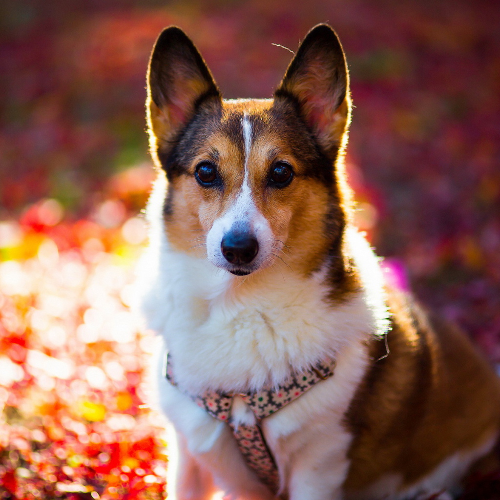 Внимательный взгляд друга