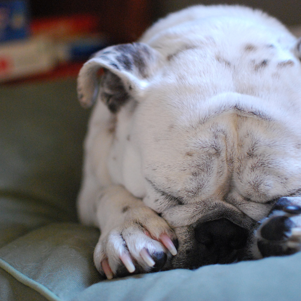 Бульдог закрыл морду лапами