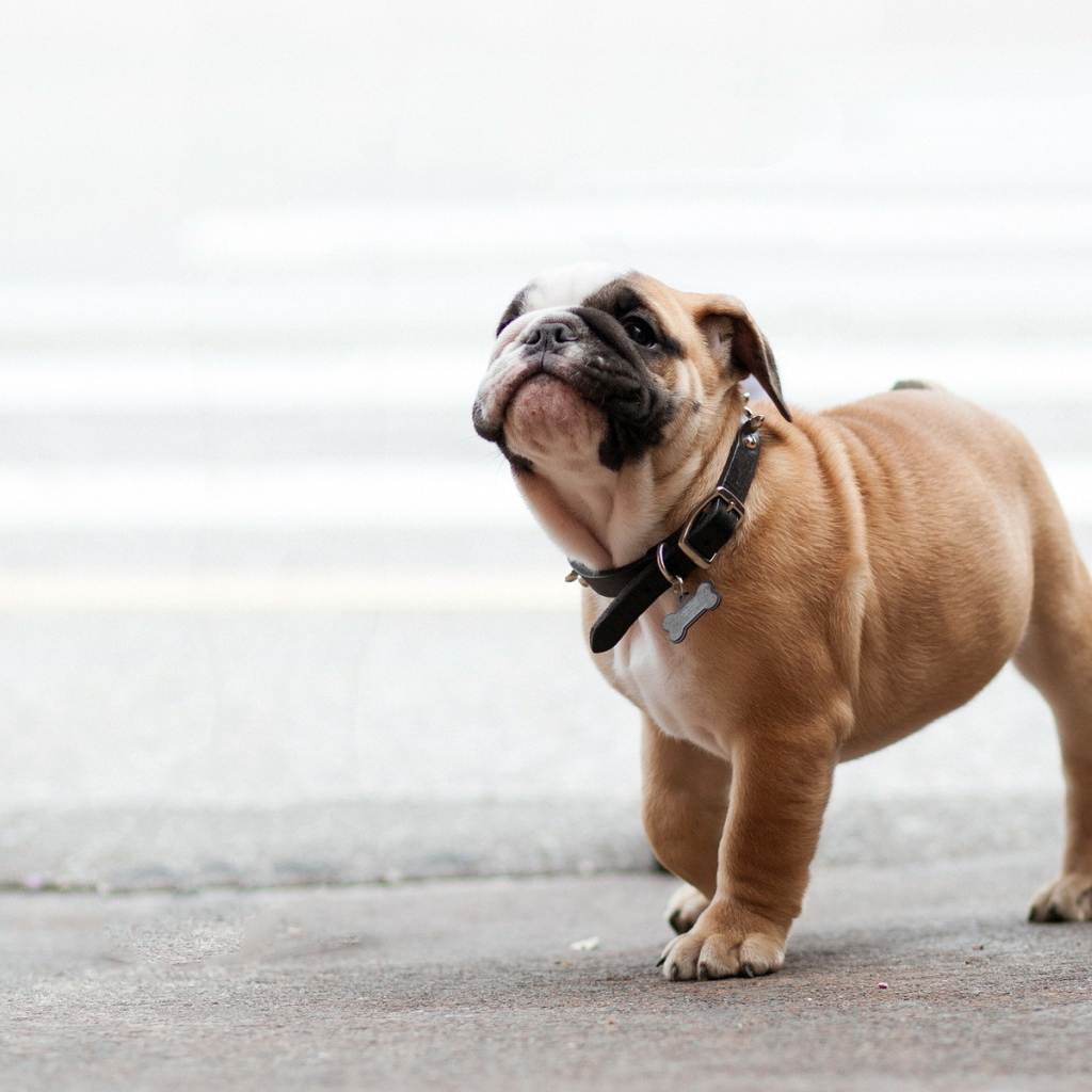 Собака на прогулке