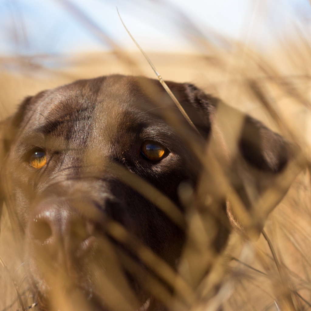 Собака спряталась в траве
