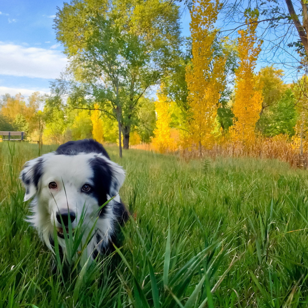Собака в осеннем парке