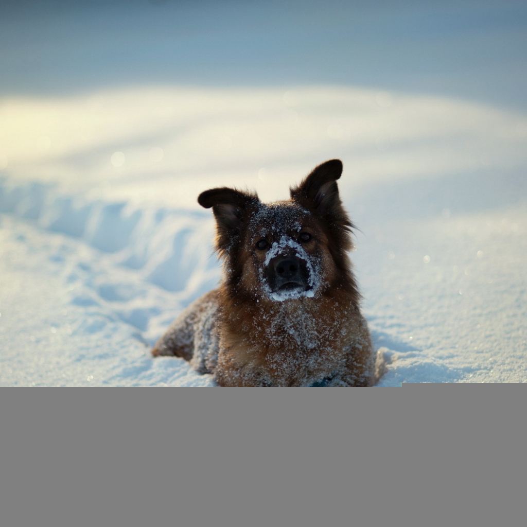 Собака в глубоком снегу