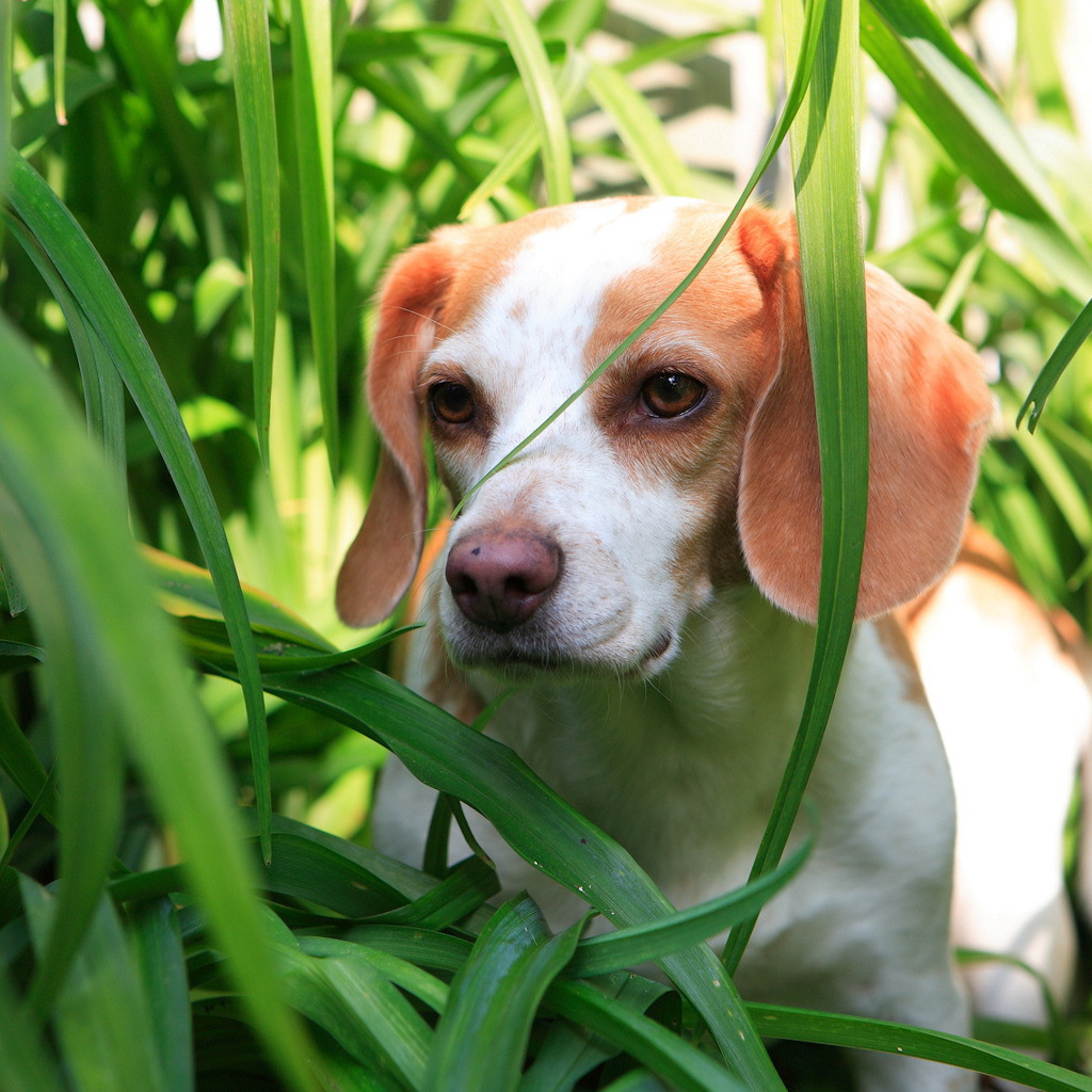Собака в зеленой траве
