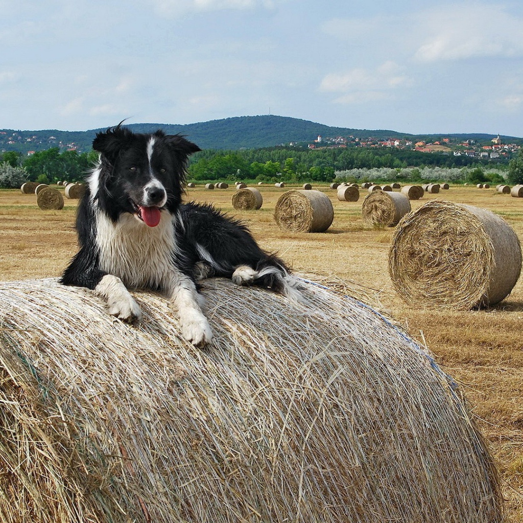 Собака на сене
